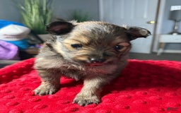 Pomeranian dogs for sale: Mocha - Image 3