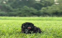 Aussiedoodle dogs for sale: Richie - Image 4