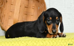 Miniature Dachshund dogs for sale: Sammy - Image 5