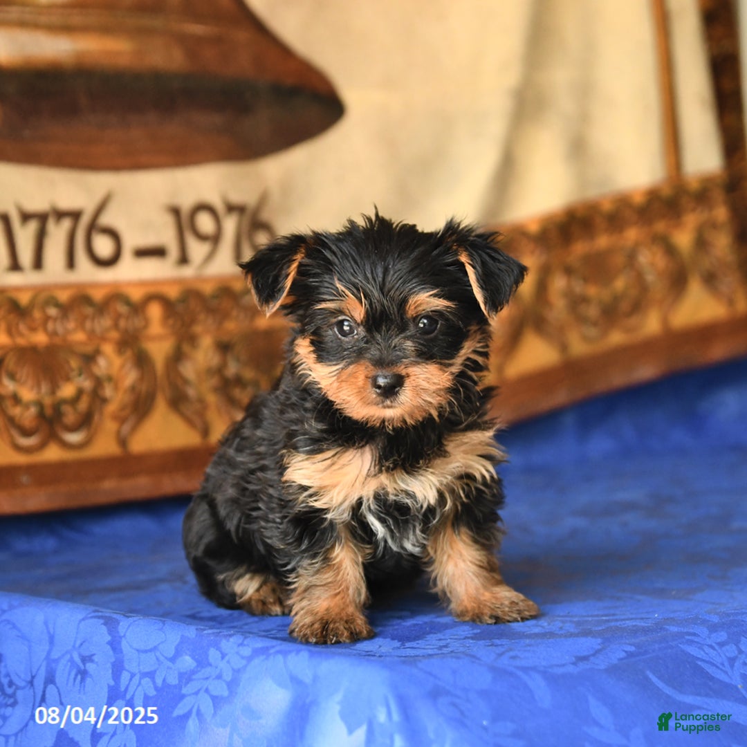 Yorkshire Terrier dogs for sale: Yorkshire Terrier 4 puppies - Image 13
