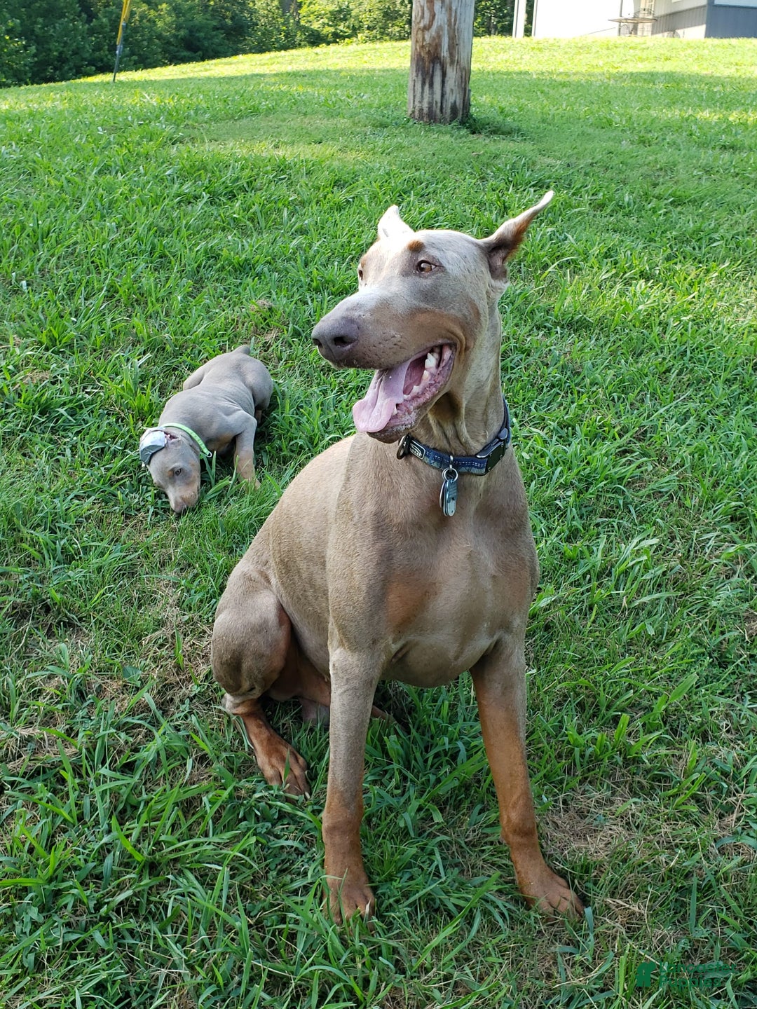 Doberman Pinscher dogs for sale: Smurf - Image 3