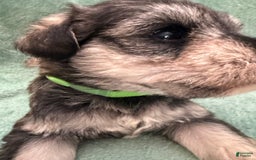Miniature Schnauzer dogs for sale: Puppy5lime - Image 2