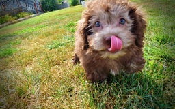 Havapoo dogs for sale: Harmony - Image 3