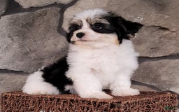 Havanese dogs for sale: Danny - Image 5
