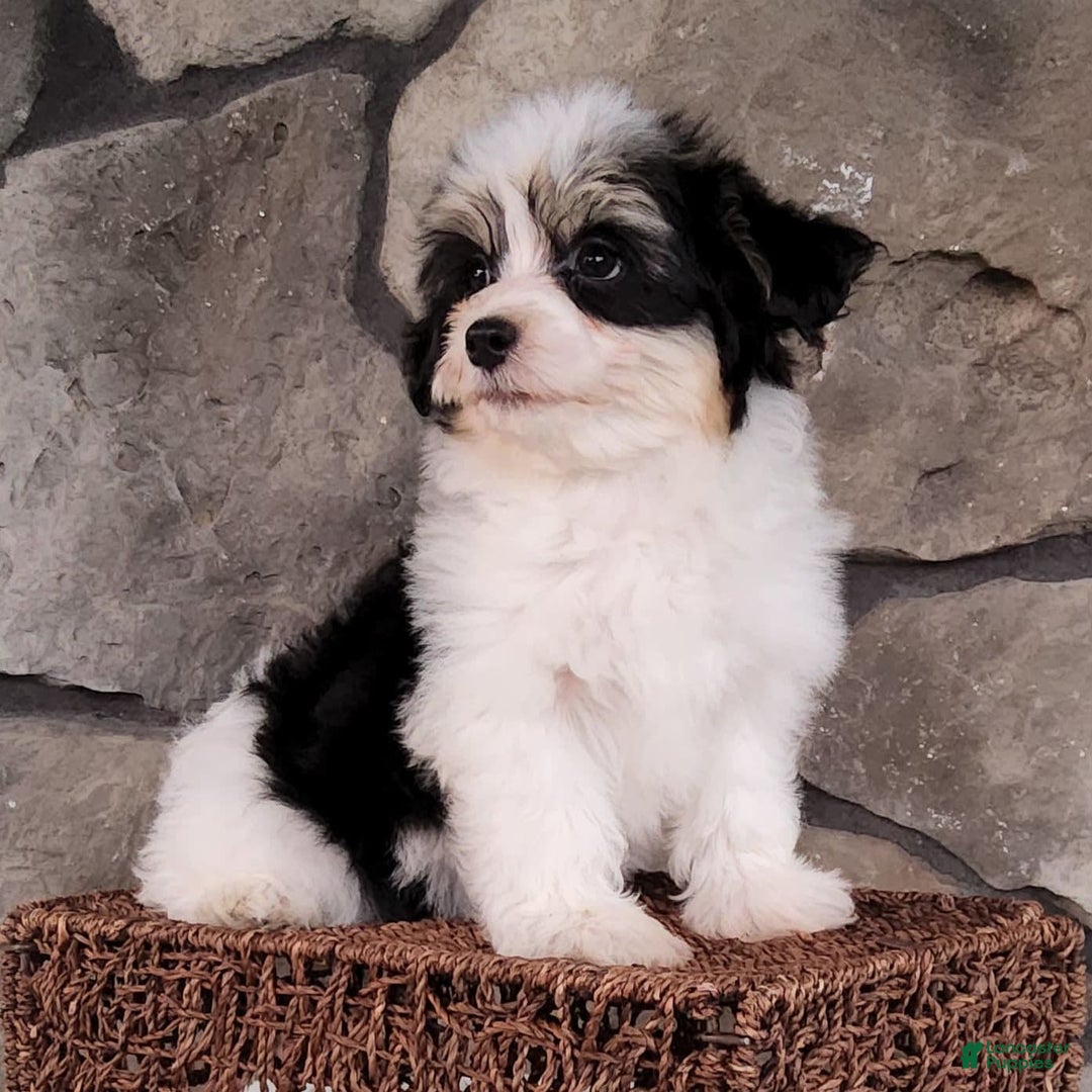 Havanese dogs for sale: Danny - Image 5