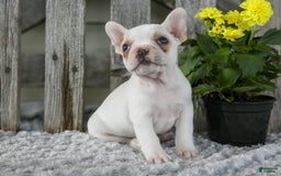 Frenchton dogs for sale: Slater - Image 1