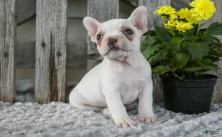Frenchton dogs for sale - Ad 1
