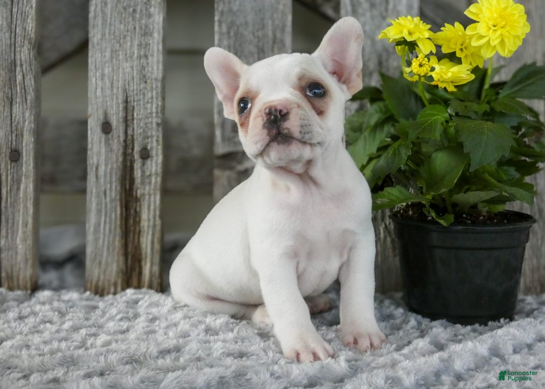 Frenchton dogs for sale: Slater - Image 1