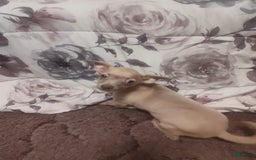 Chihuahua dogs for sale: Duke - Image 2