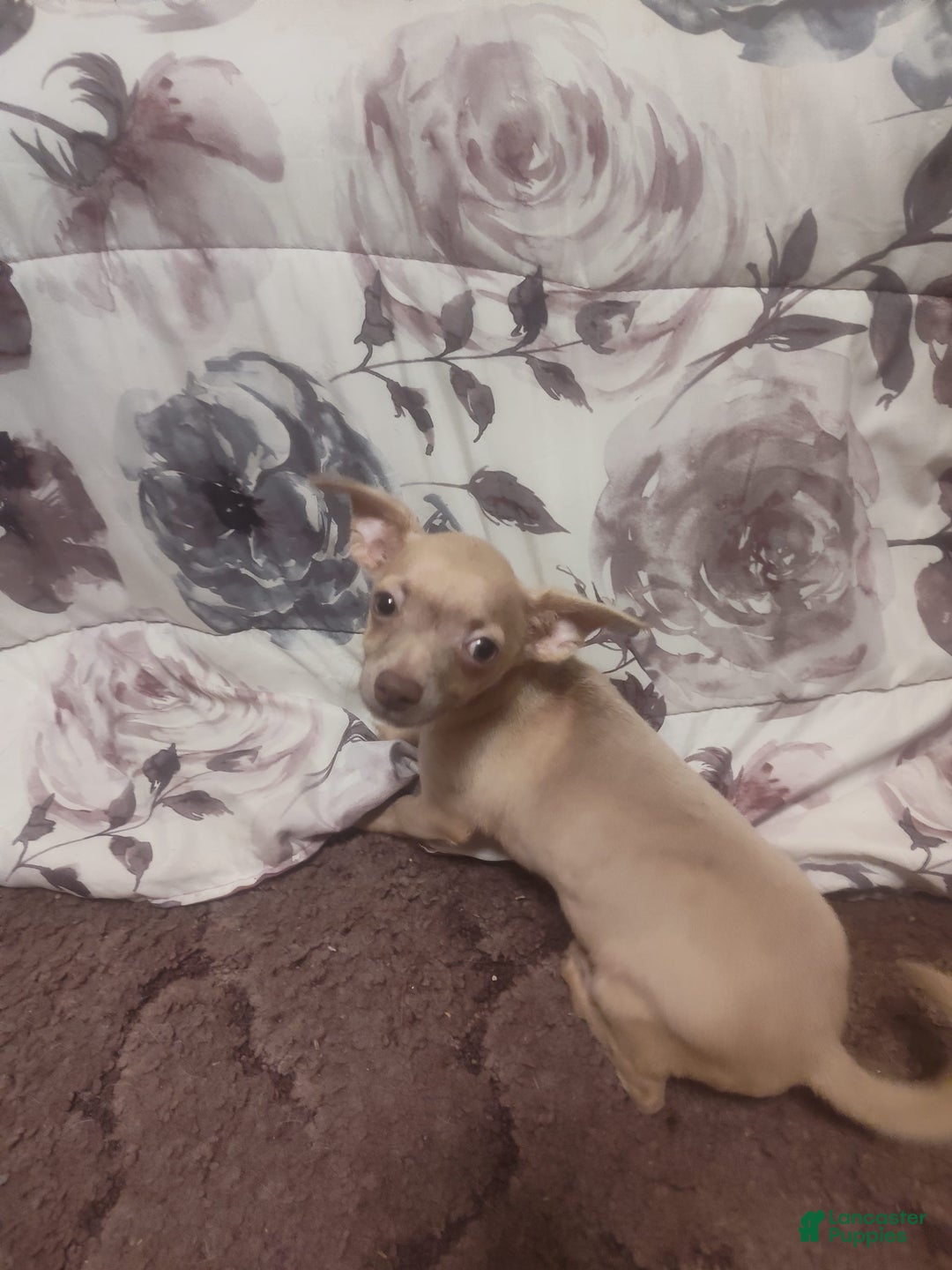 Chihuahua dogs for sale: Duke - Image 2