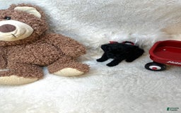 Morkie dogs for sale: Xander - Image 6