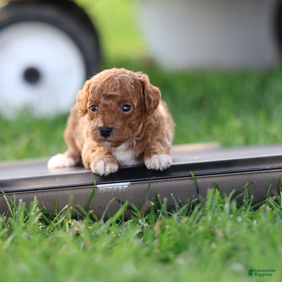 Toy Poodle dogs for sale: Misty - Image 4