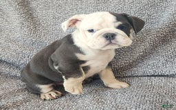 English Bulldog dogs for sale: Bailey - Image 11