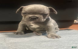 French Bulldog dogs for sale: Hulk - Image 4