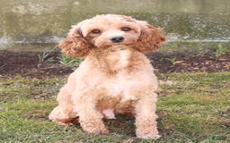 Cockapoo dogs for sale: Justin - Image 11