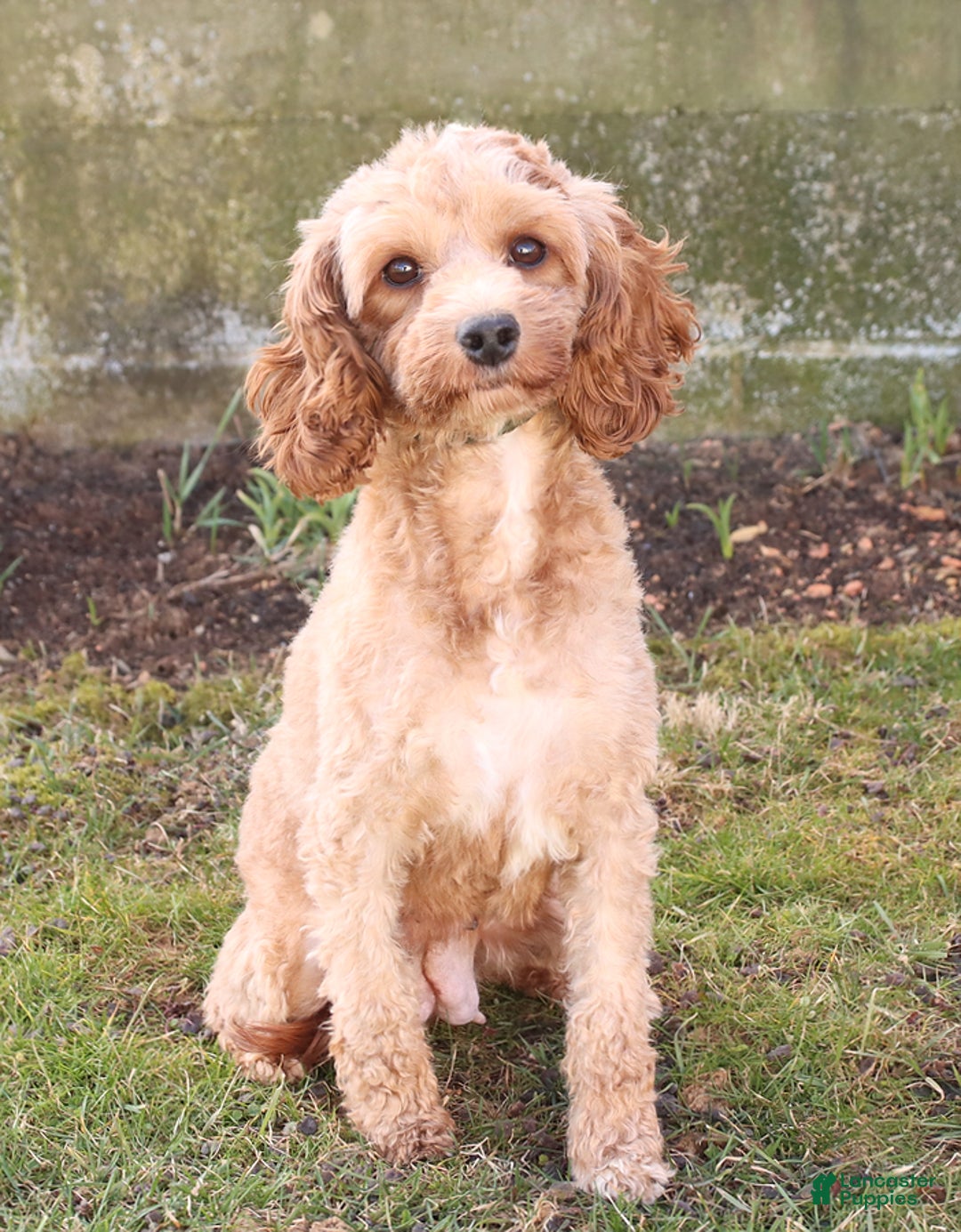 Cockapoo dogs for sale: Justin - Image 11