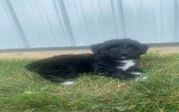Mini Aussiedoodle dogs for sale: Rowdy - Image 2