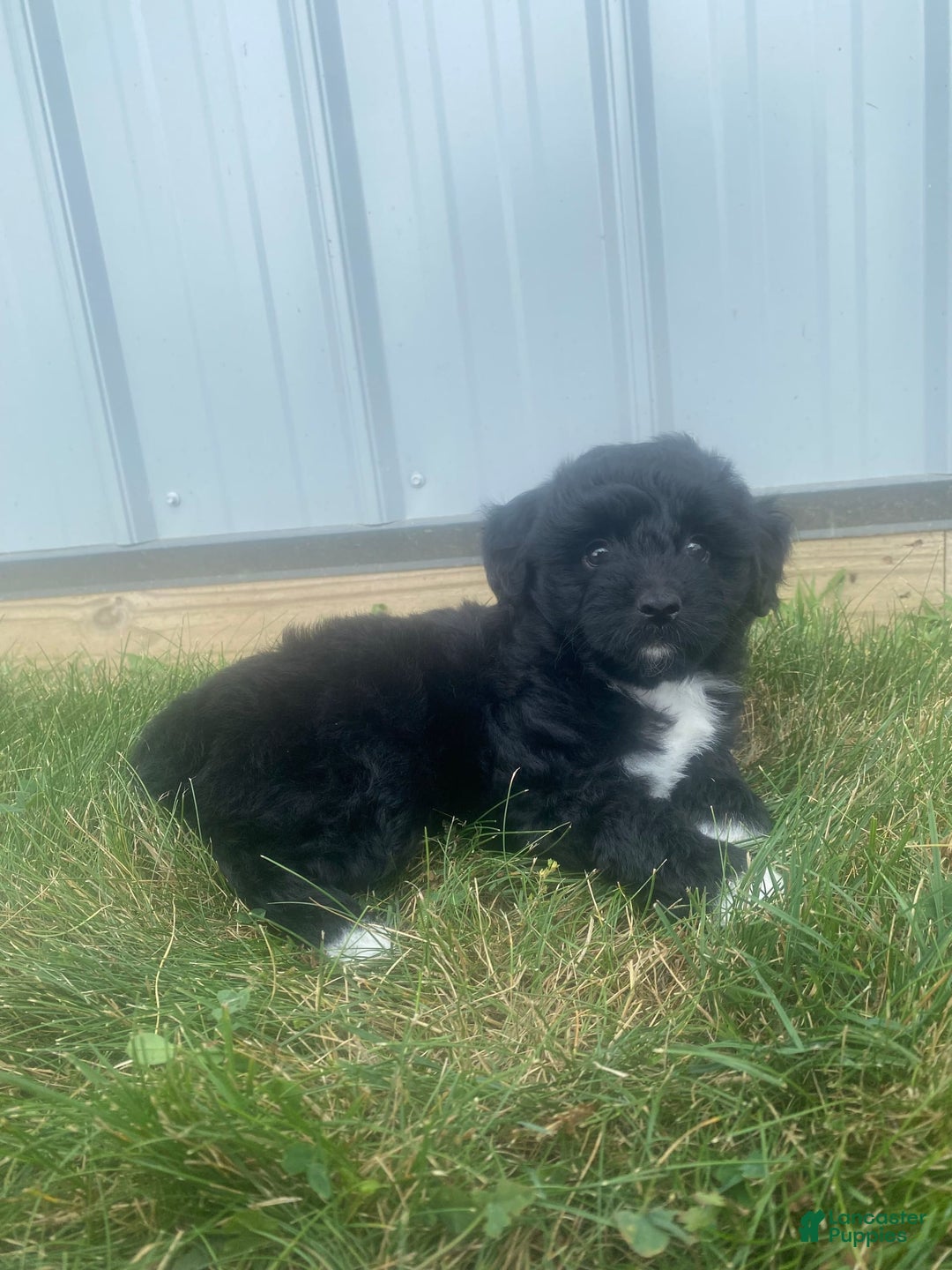 Mini Aussiedoodle dogs for sale: Rowdy - Image 2