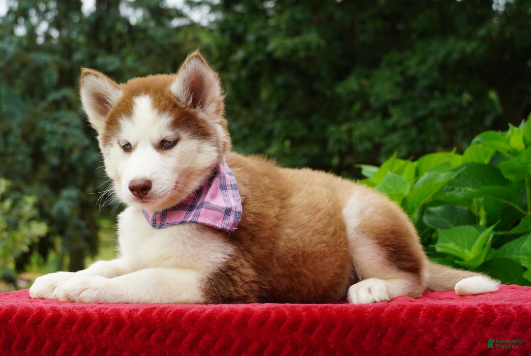 Siberian Husky dogs for sale: River - Image 7