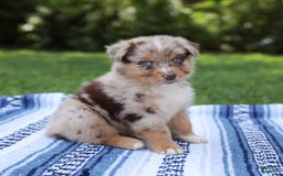 Australian Shepherd dogs for sale: Mikey - Image 1