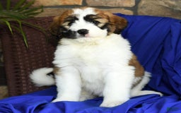 Saint Berdoodles dogs for sale: Honey - Image 2