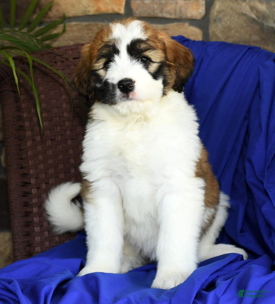 Saint Berdoodles dogs for sale: Honey - Image 2