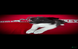 Shetland Sheepdog dogs for sale: Bi-black 1 - Image 4