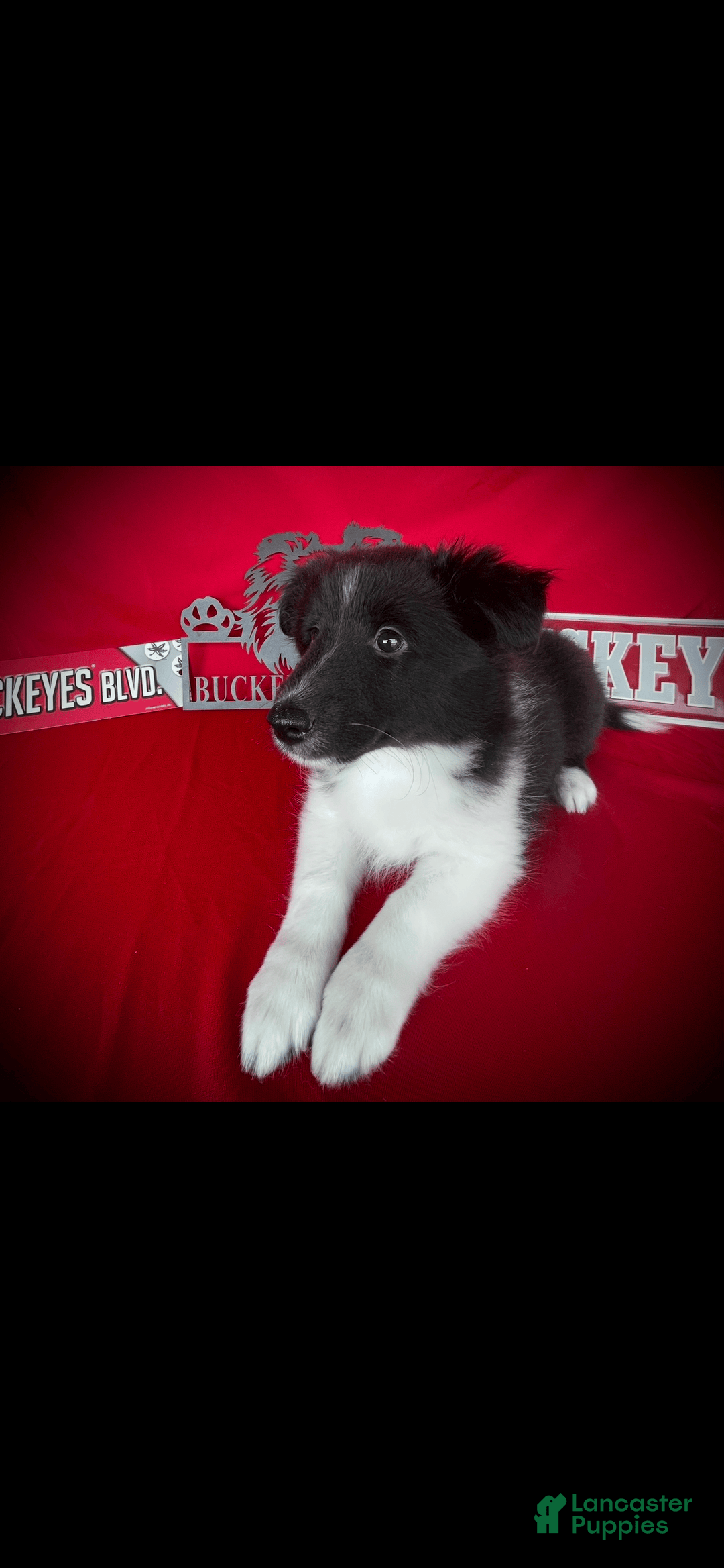 Shetland Sheepdog dogs for sale: Bi-black 1 - Image 4