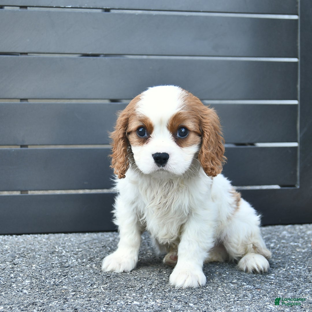Cavalier King Charles Spaniel dogs for sale: Taylor - Image 3
