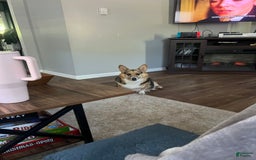 Welsh Corgi Pembroke dogs for sale: Fez - Image 10