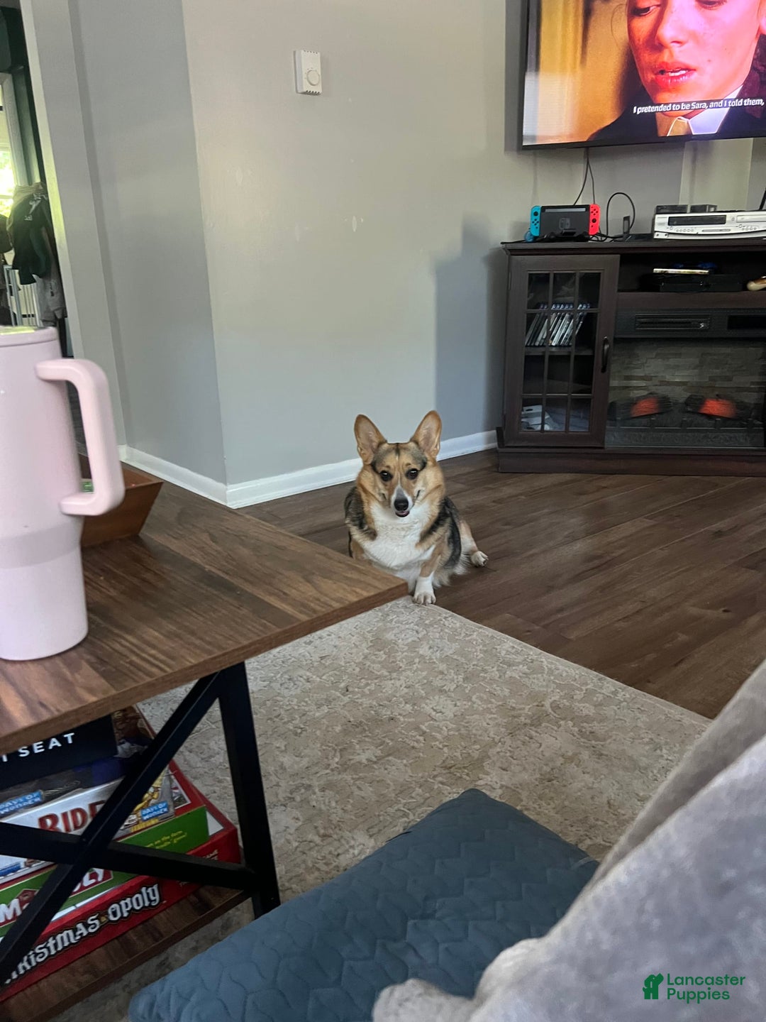 Welsh Corgi Pembroke dogs for sale: Fez - Image 10
