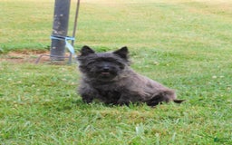 Cairn Terrier dogs for sale: Blackie - Image 4
