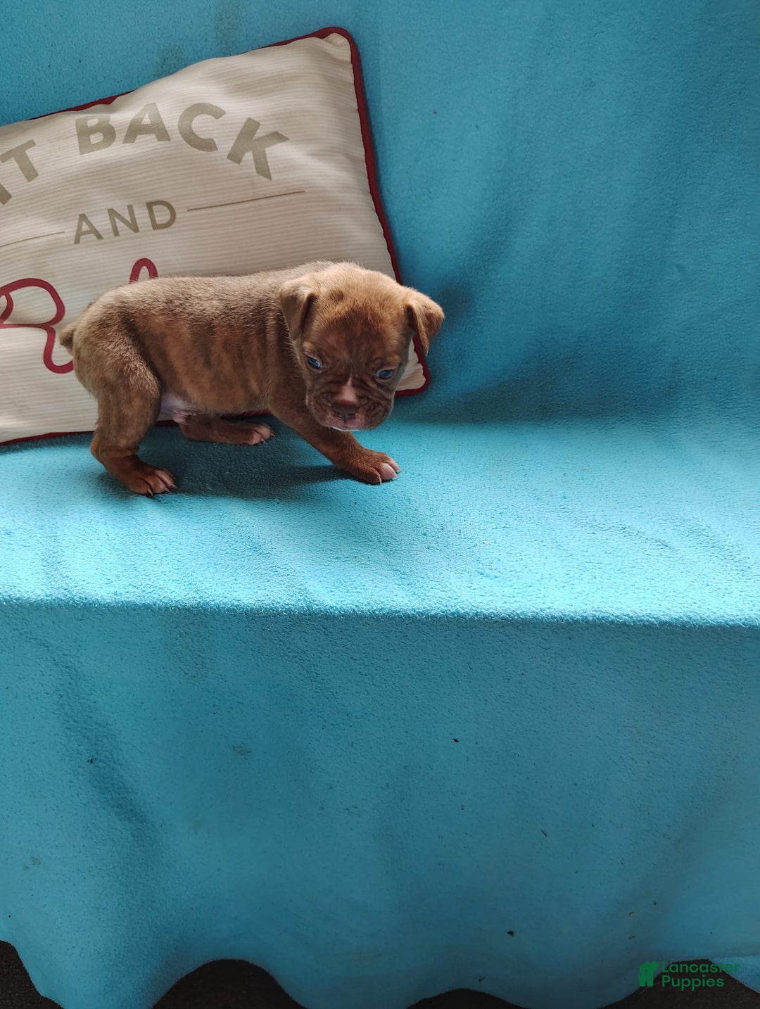 Olde English Bulldogge dogs for sale: Choco - Image 6