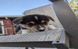 Welsh Corgi Pembroke dogs for sale: Welsh Corgi (Pembroke) 3 puppies - Image 6