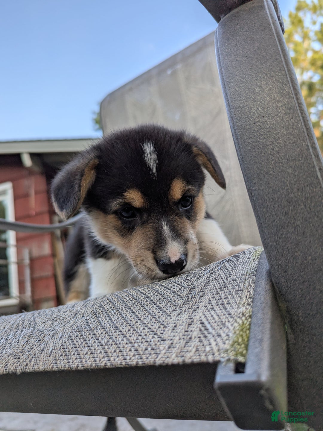 Welsh Corgi Pembroke dogs for sale: Welsh Corgi (Pembroke) 3 puppies - Image 6