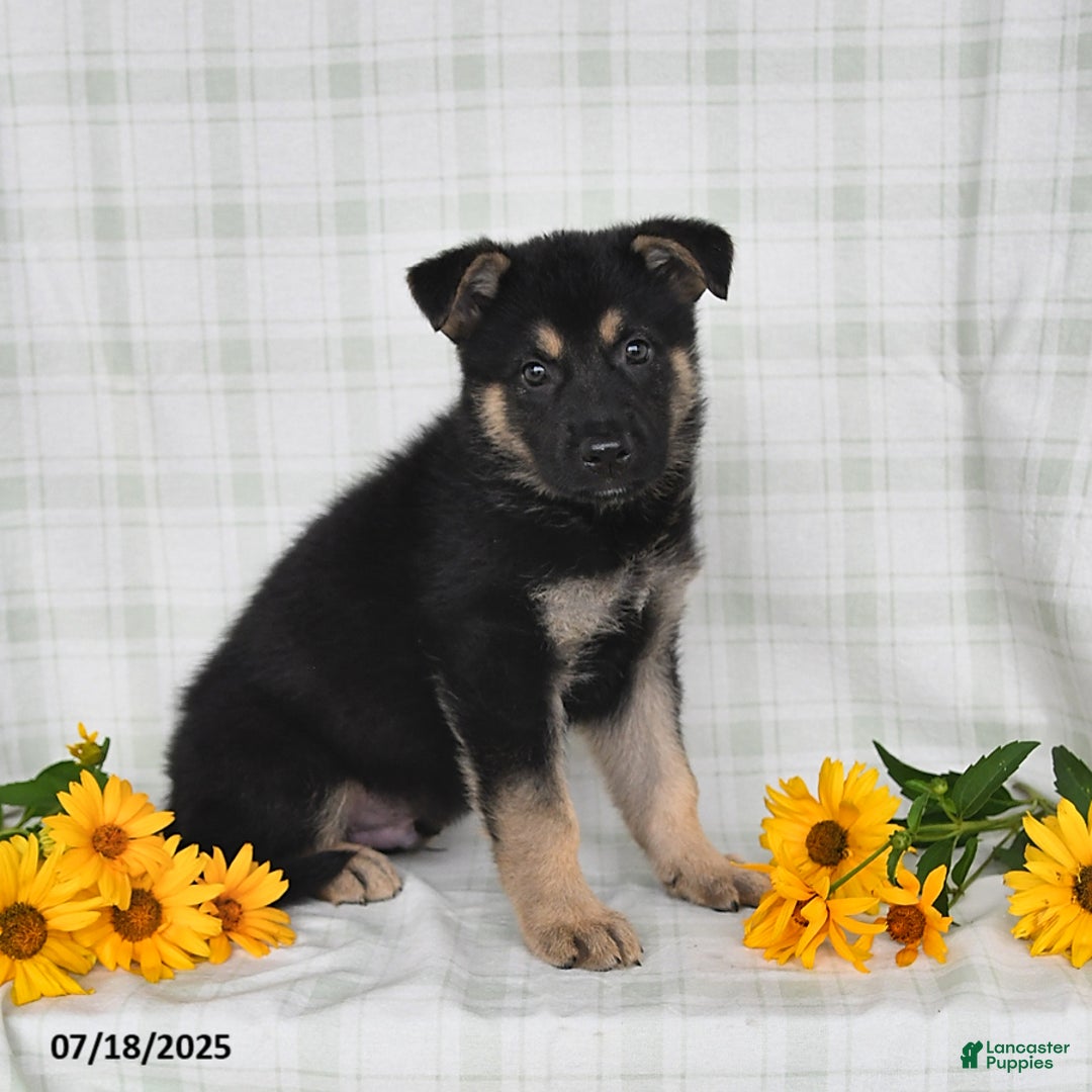 German Shepherd dogs for sale: Konner - Image 4