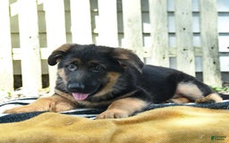 German Shepherd dogs for sale: Mindy - Image 10