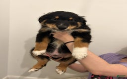 Australian Shepherd dogs for sale: Nubby Fully Vaccinated - Image 9