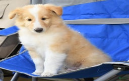 Collie dogs for sale: Pete - Image 6