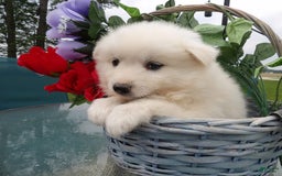 American Eskimo dogs for sale: Snowball - Image 1