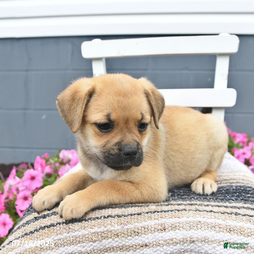 Pug dogs for sale: Pearl - Image 1