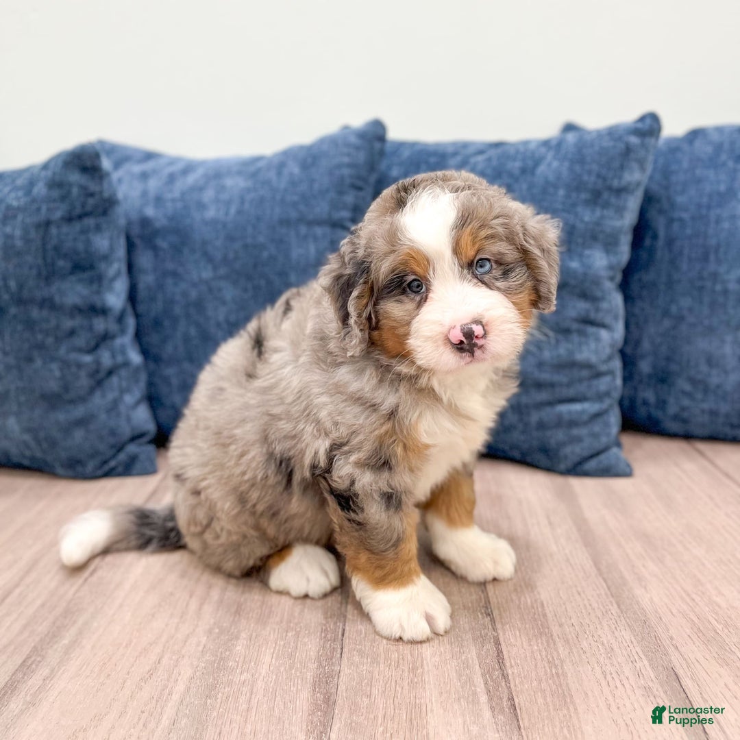 Mini Bernedoodle dogs for sale: Henry - Image 10