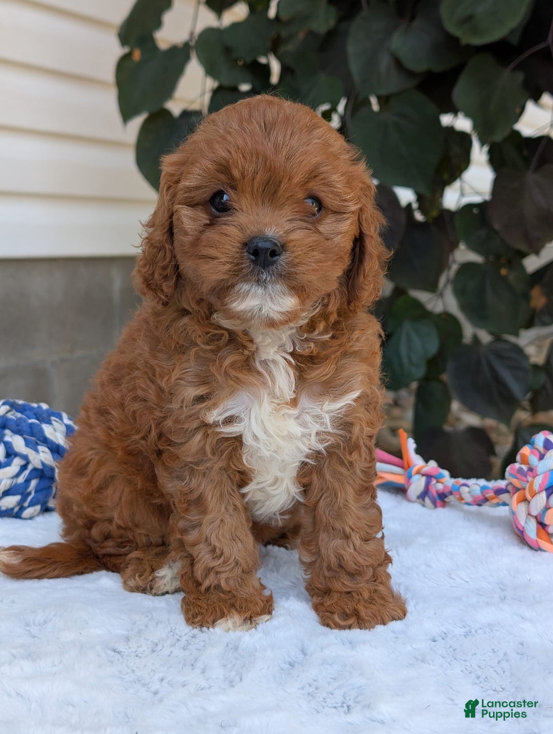 Cavapoo dogs for sale: Sara - Image 11