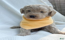 Labradoodle dogs for sale: Maple - Image 5