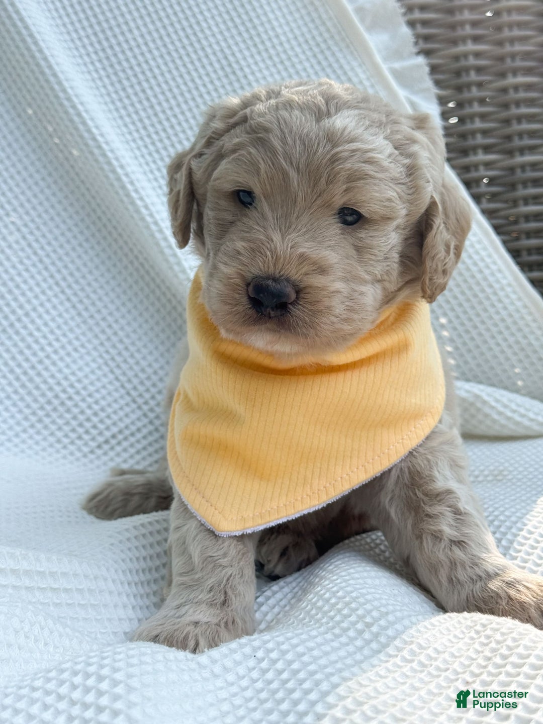 Labradoodle dogs for sale: Maple - Image 5