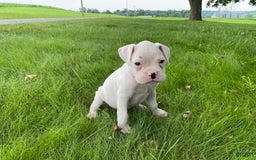 Boxer dogs for sale: Cash - Image 8