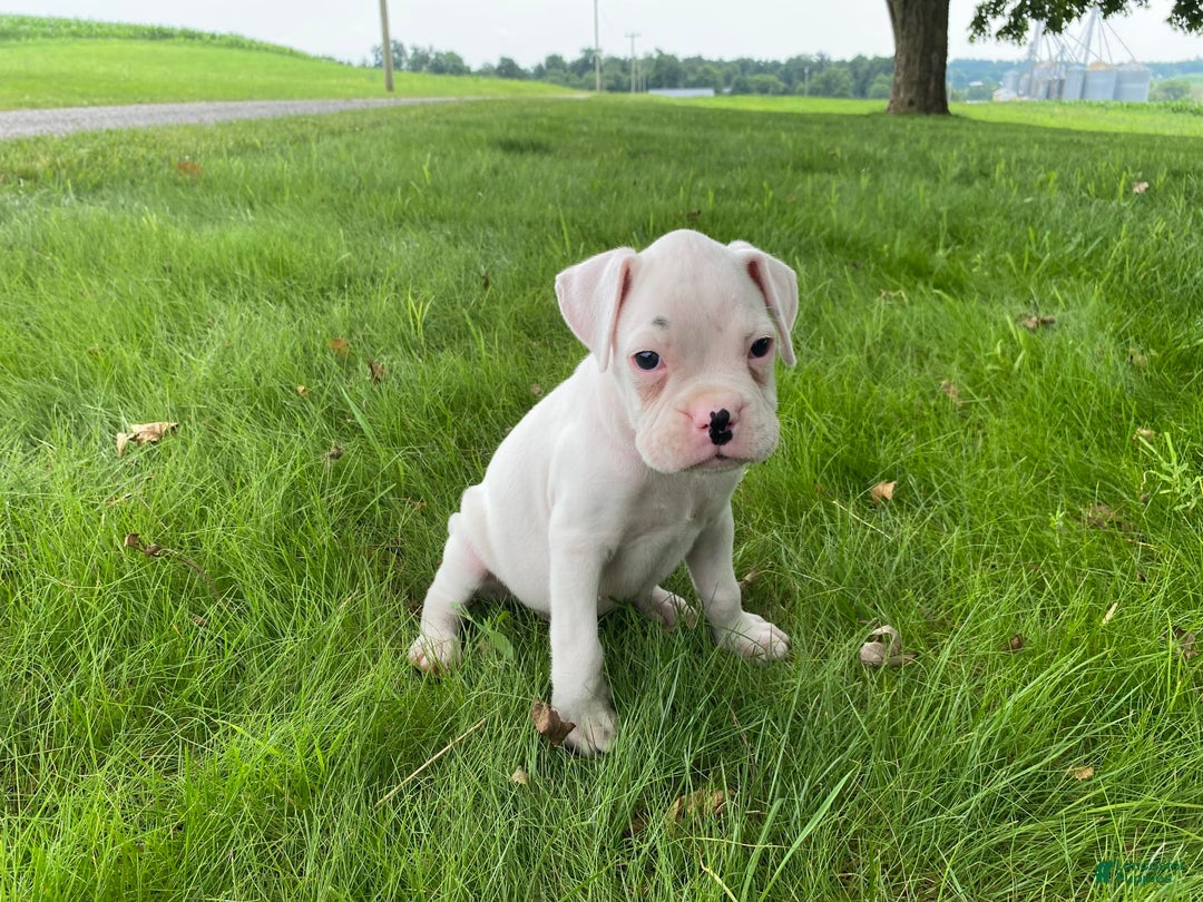 Boxer dogs for sale: Cash - Image 8