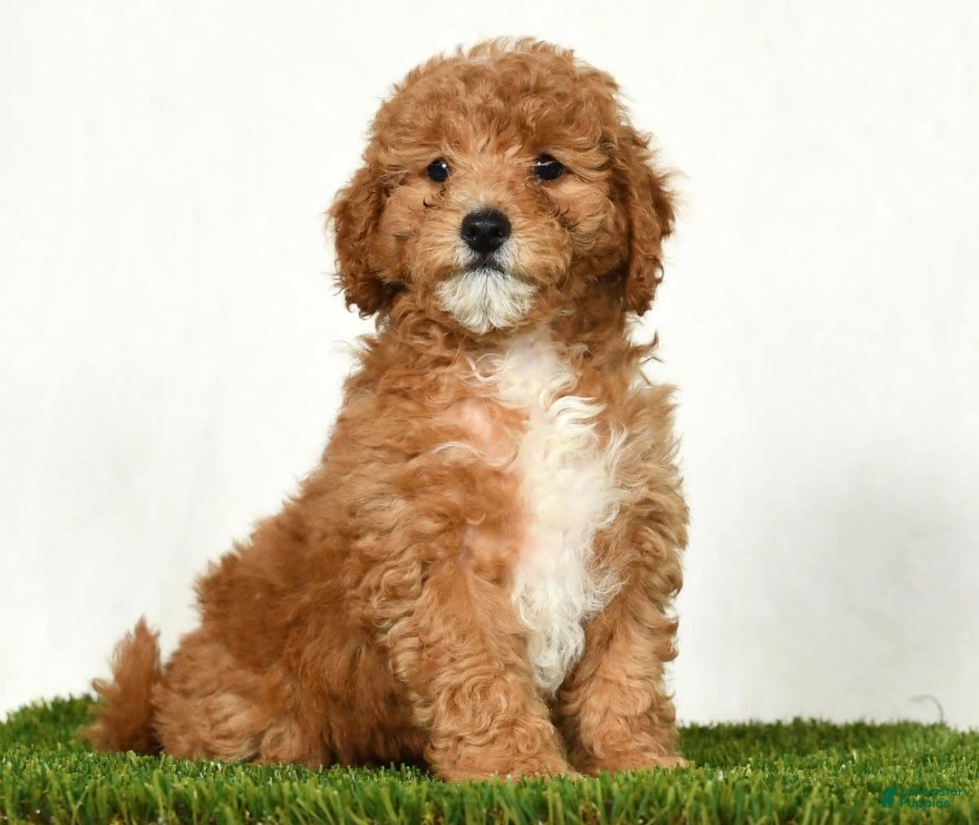 Mini Goldendoodle dogs for sale: Daisy - Image 2