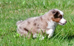 Miniature Australian Shepherd dogs for sale: Noah - Image 10