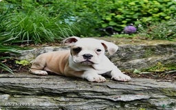 Olde English Bulldogge dogs for sale: Pansy - Image 8
